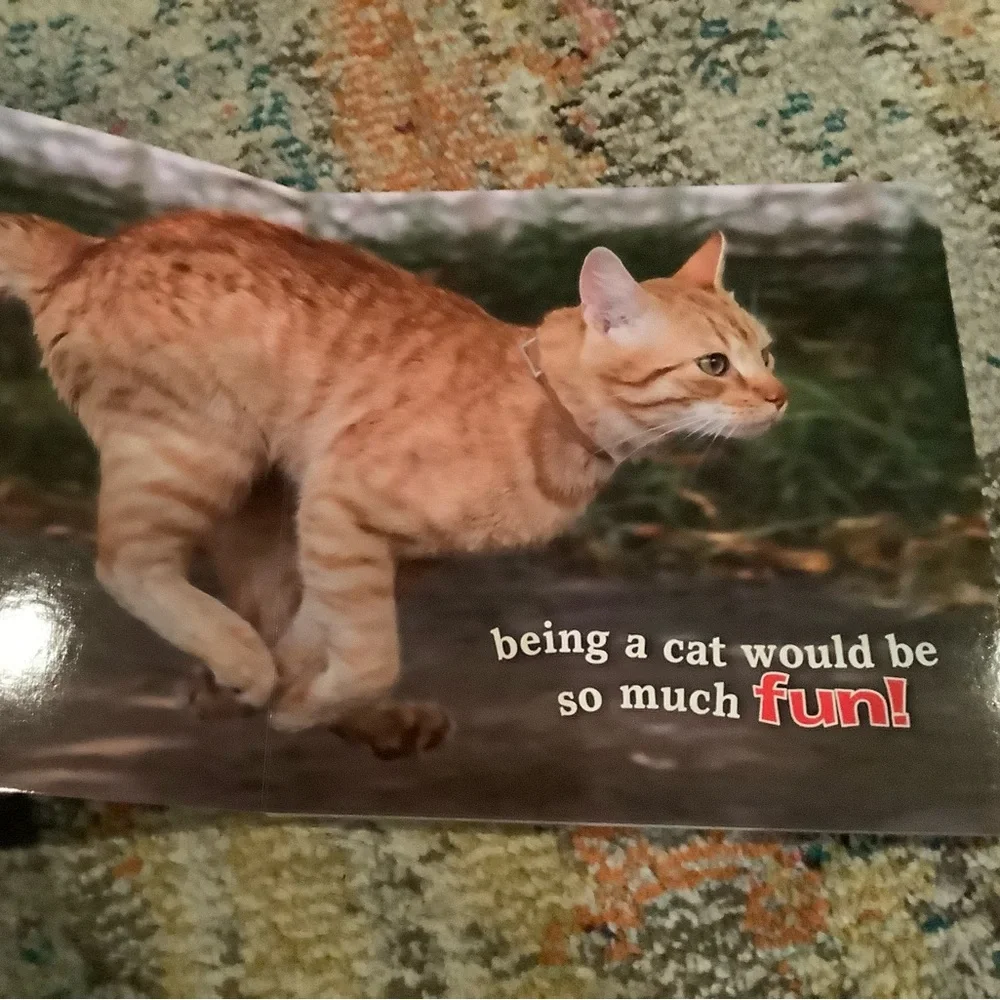 If I Were a Dog and If I Were a Cat Hardcover books